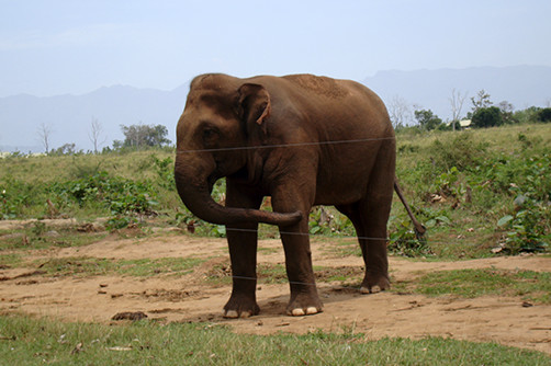 Sri Lankan Animals - Visit Sri Lanka Travel