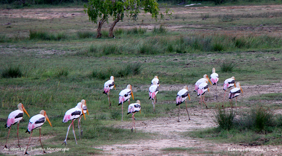 Bird Watching sri lanka