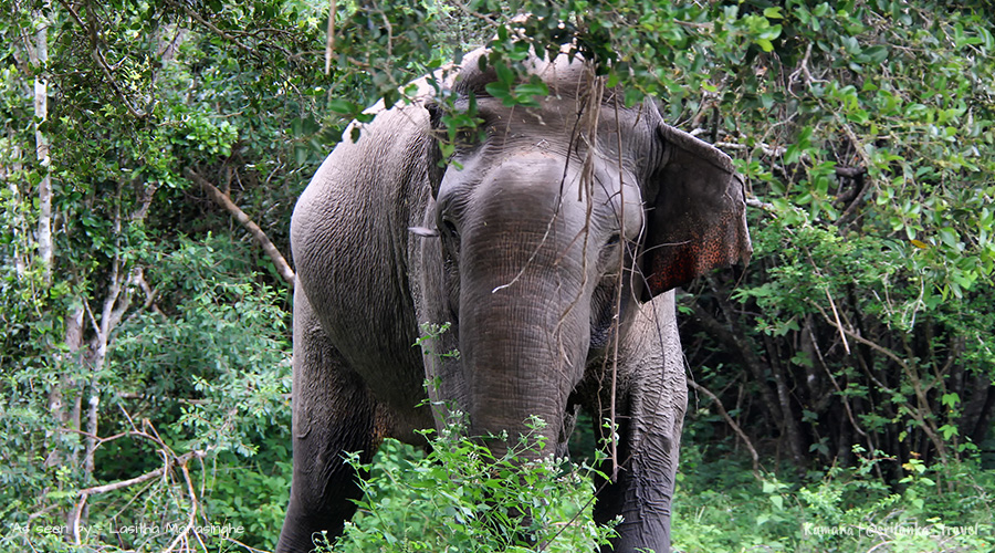 Kumana National Park Sri Lanka