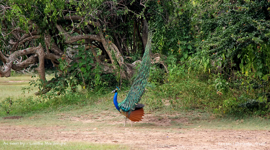 Kumana Park