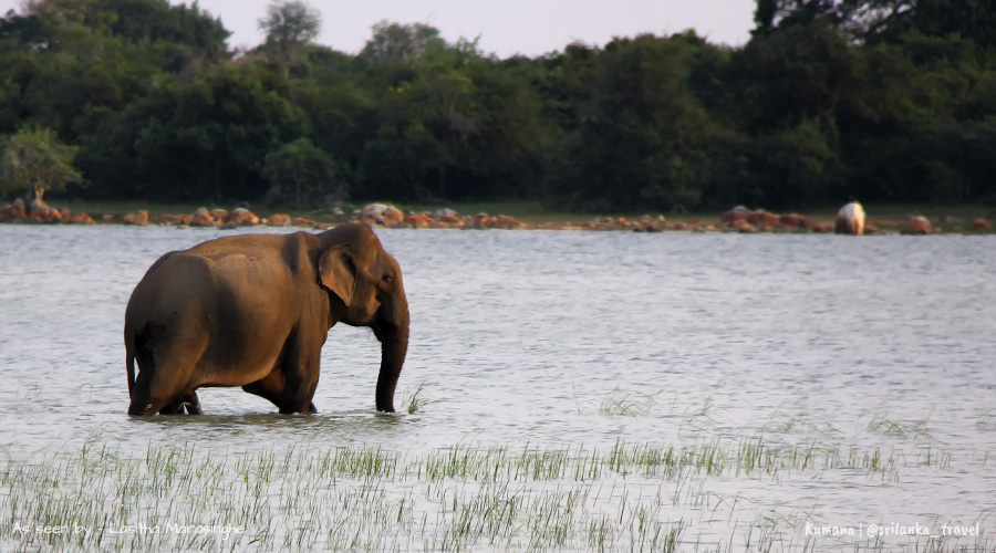 Kumana safari