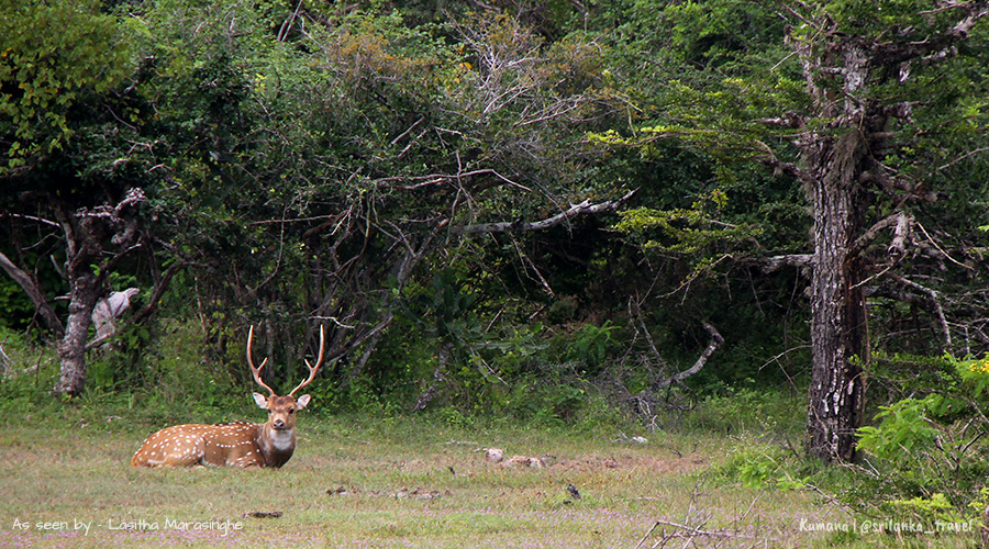 Wildlife Photography sri lanka