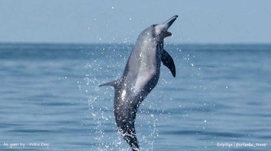 dolphine-watching-sri-lanka