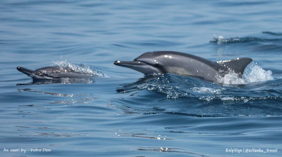 dolphines-sri-lanka