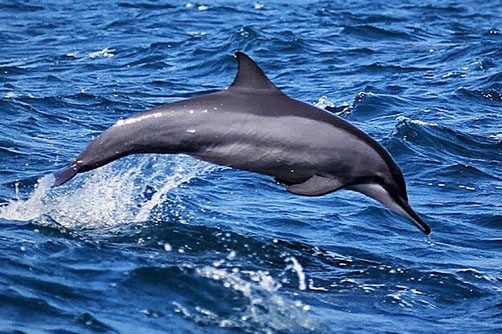 kalpitiya-dolphin-watching