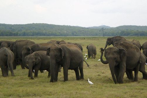 kaudulla elephants