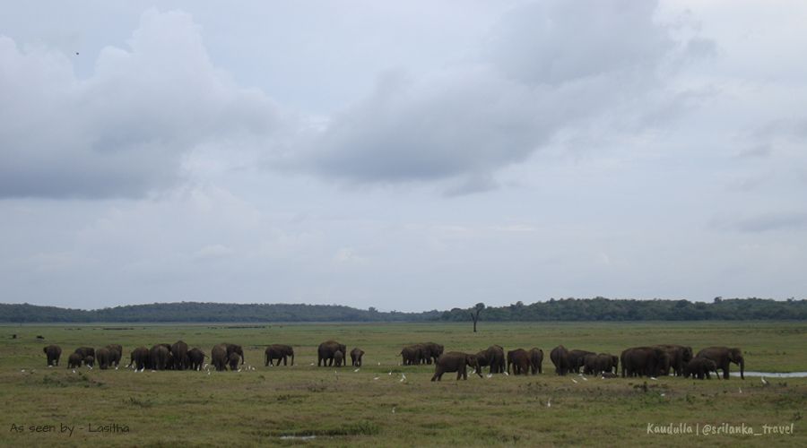 kaudulla national park sri lanka