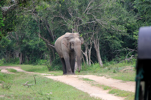 kumana-national-park