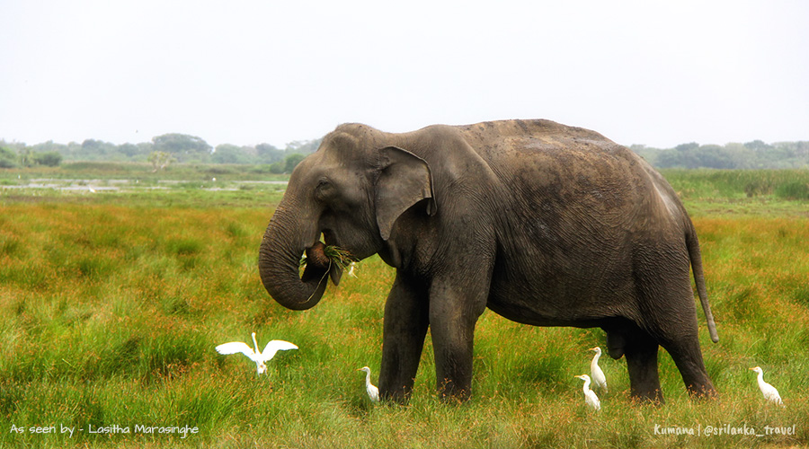 kumana-sri-lanka