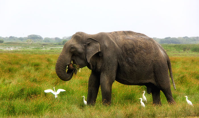 kumana-sri-lanka