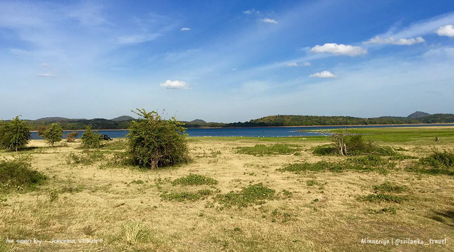 minneriya elephant safari