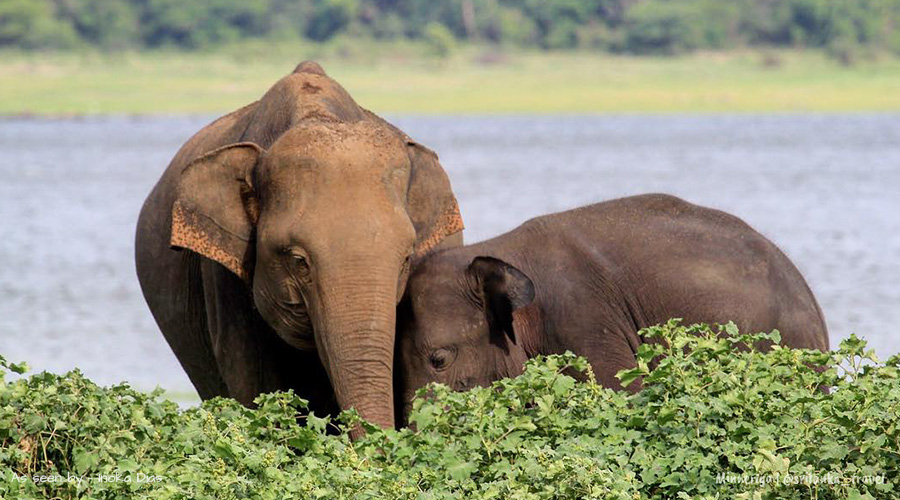 minneriya elephants