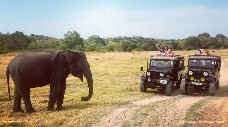 minneriya-national-park