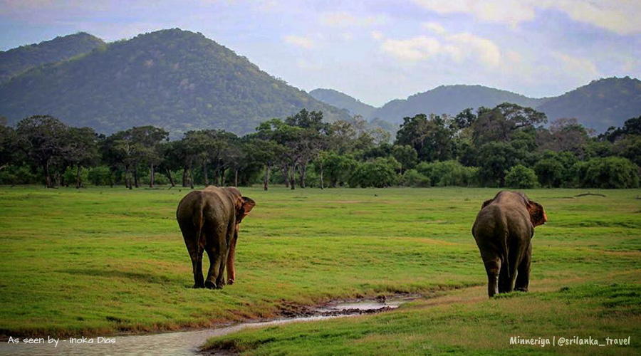 minneriya-park