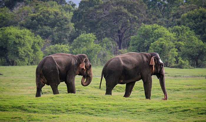 minneriya-sri-lanka