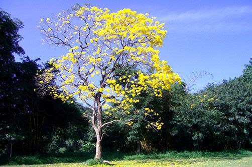 peradeniya-garden-kandy-srilanka