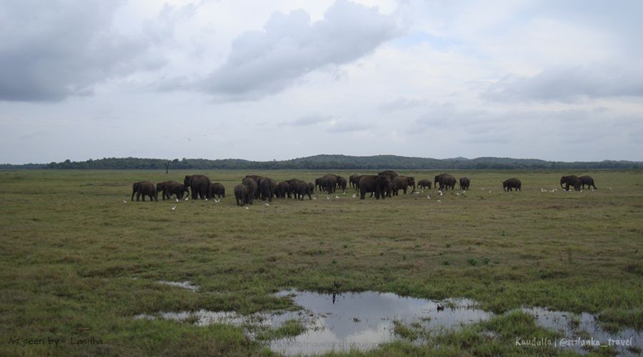 sri lanka kaudulla