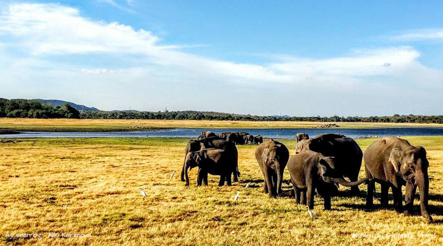 sri lanka minneriya