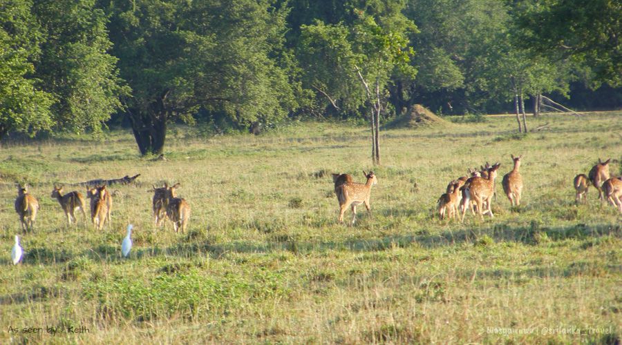 sri lanka wasgamuwa