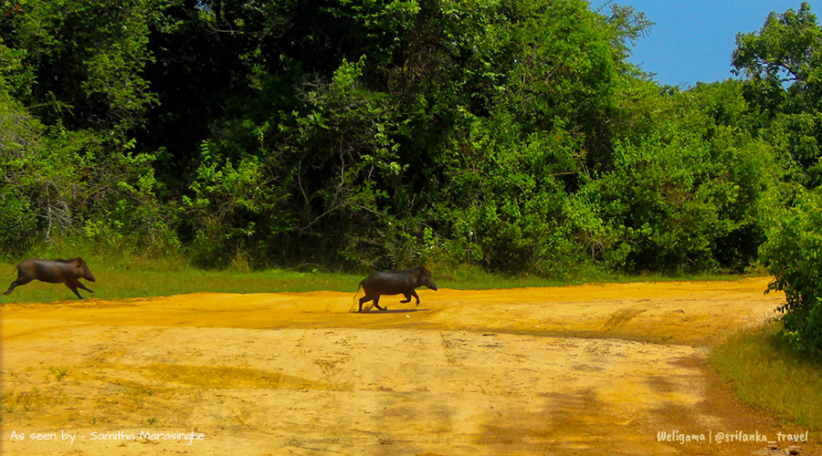 sri-lanka-wilpattu-national-park