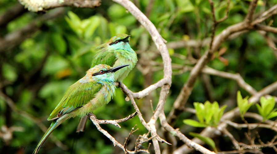 sri lanka yala park