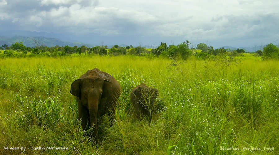 uda-walawe-national-park