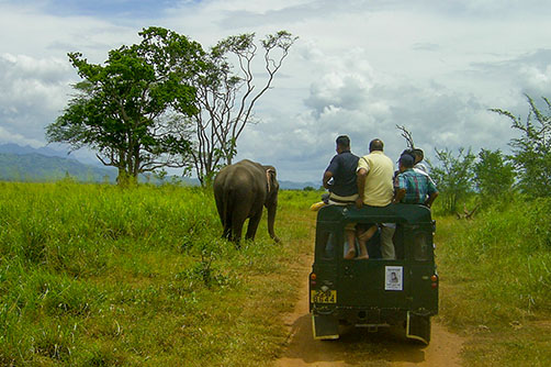 udawalawa-safari