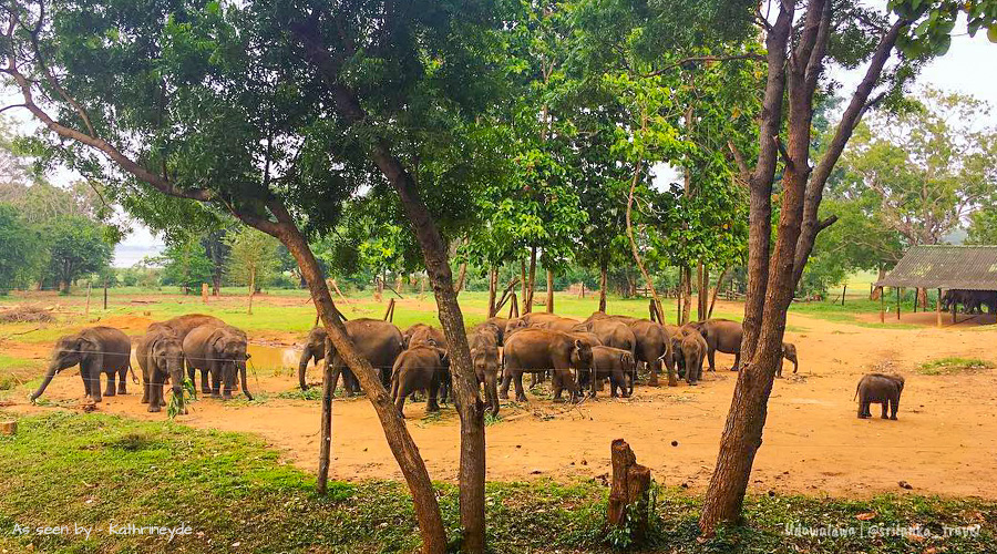 udawalawe-elephant-transit-home