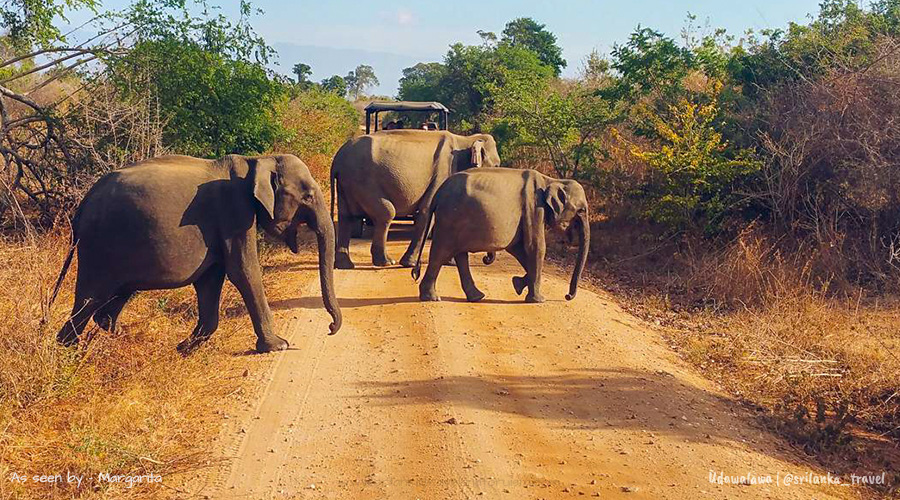 udawalawe-national-park