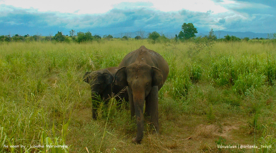 udawalawe-np