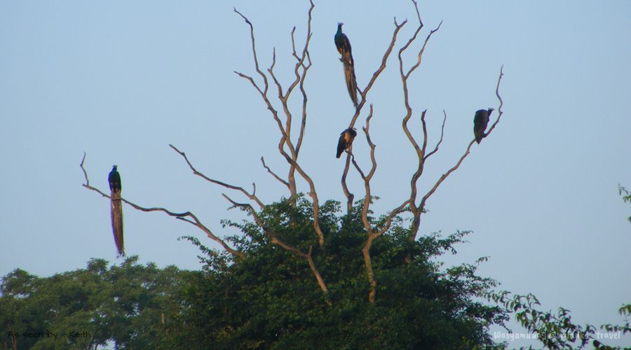 wasgamuwa bird watching