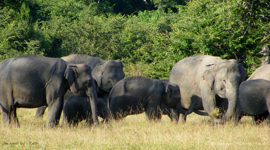 wasgamuwa national park