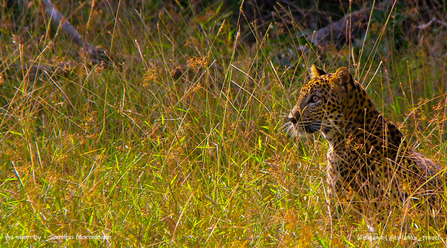 wilpattu-leopard-spot