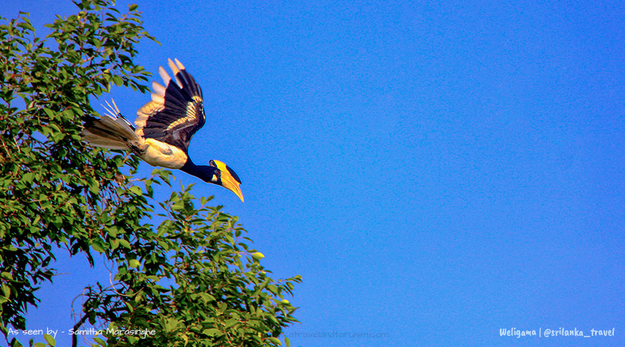 wilpattu-national-park-safari