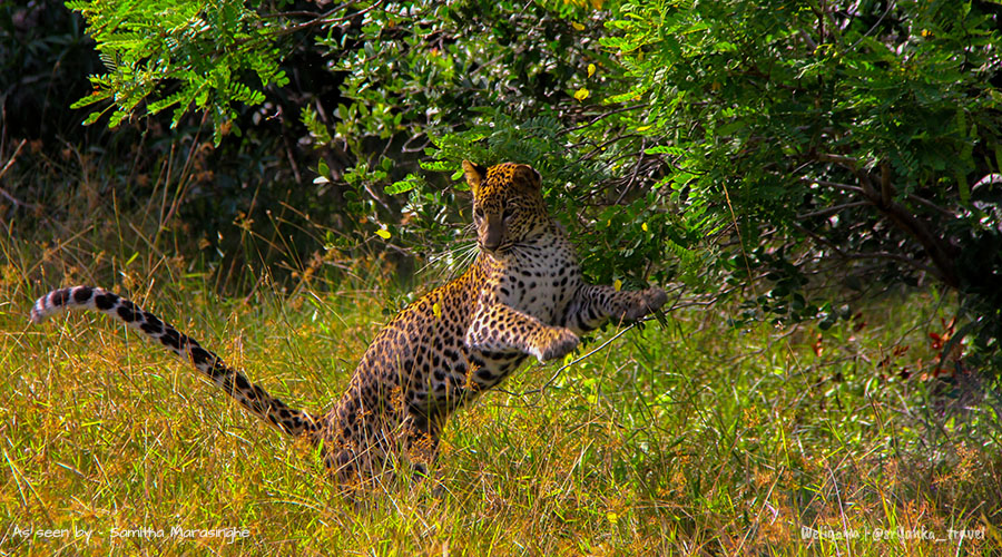 wilpattu-national-park-sri-lanka