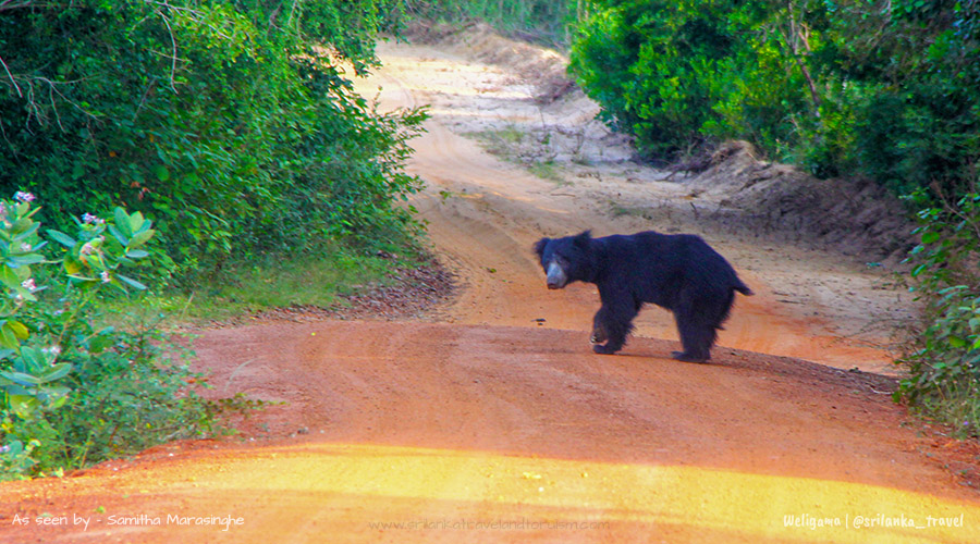 wilpattu-national-park