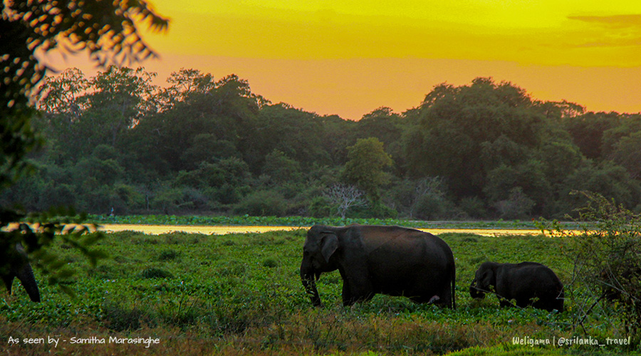 wilpattu-park-sri-lanka