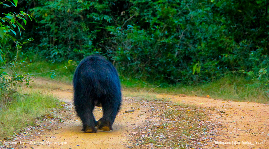 wilpattu-safari