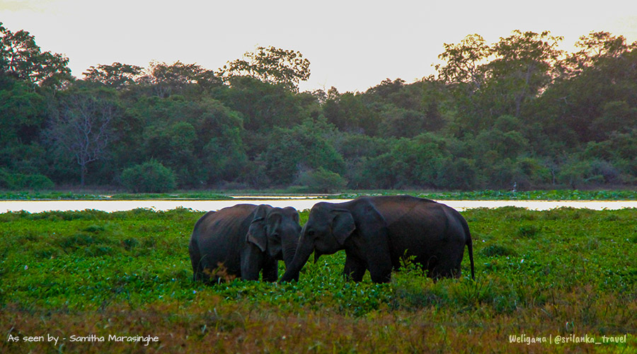 wilpattu-safari-sri-lanka