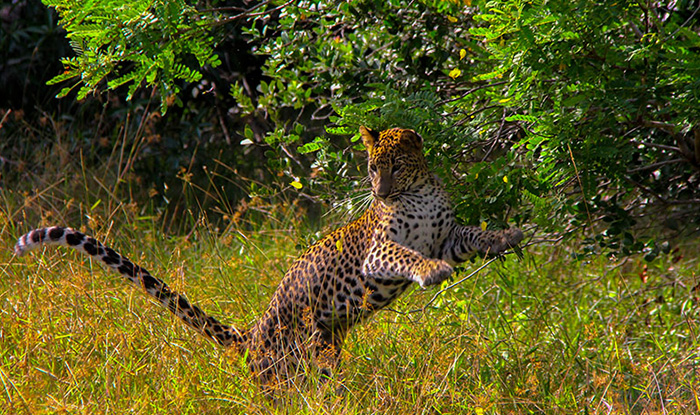 wilpattu-sri-lanka