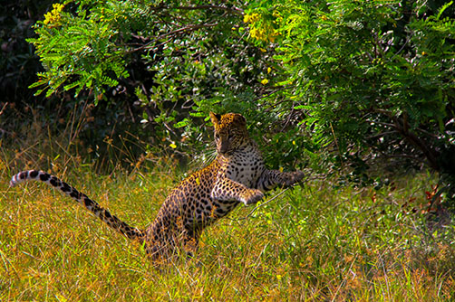 wilpattu-wildlife