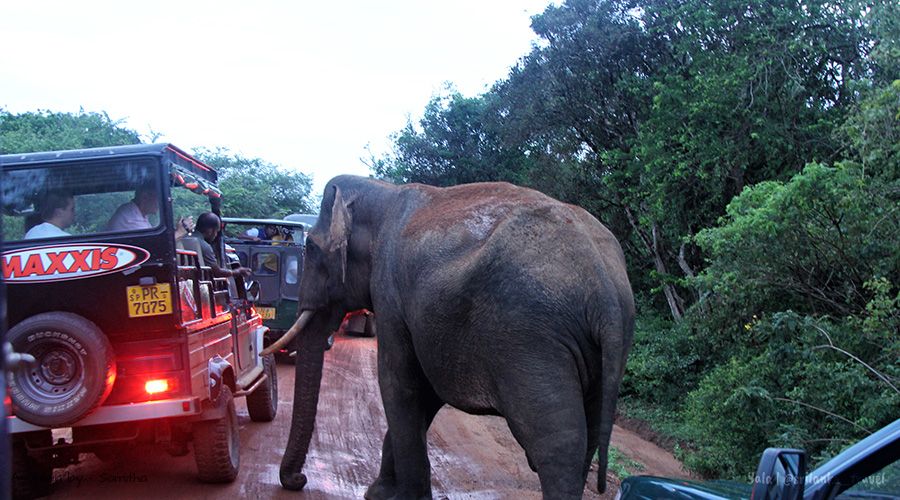 yala-elephants-sri-lanka