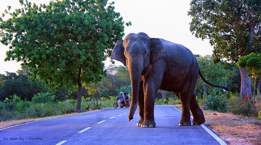 yala-national park-sri-lanka