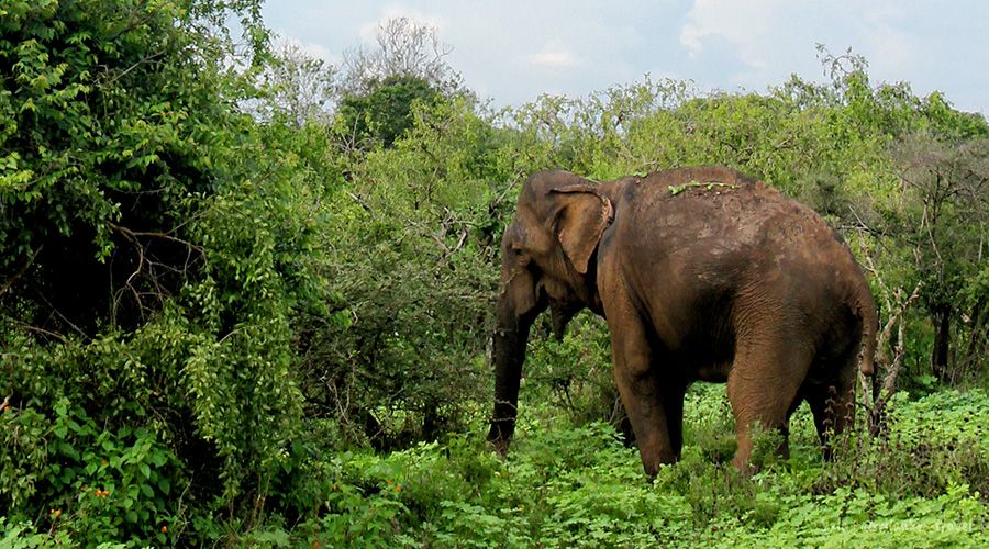 yala-national-park-srilanka