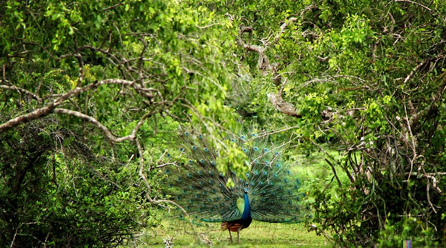 yala-national park