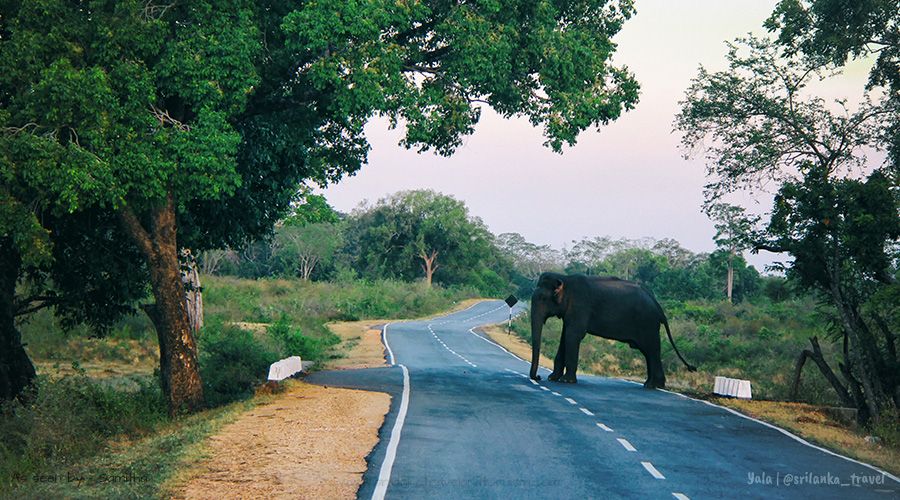 yala-park-sri-lanka