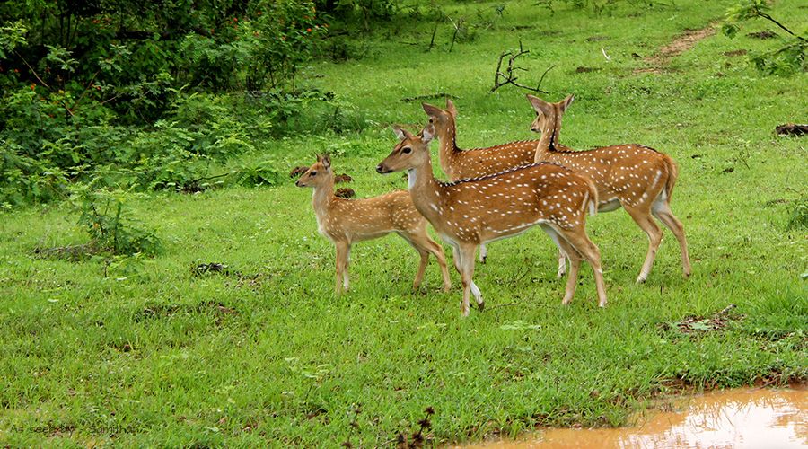 yala-park-srilanka