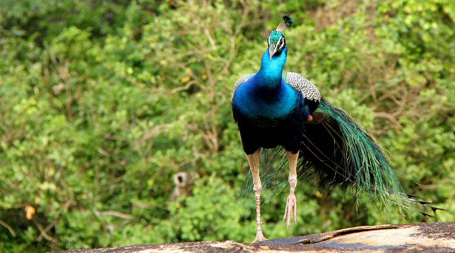 yala-safari-sri-lanka