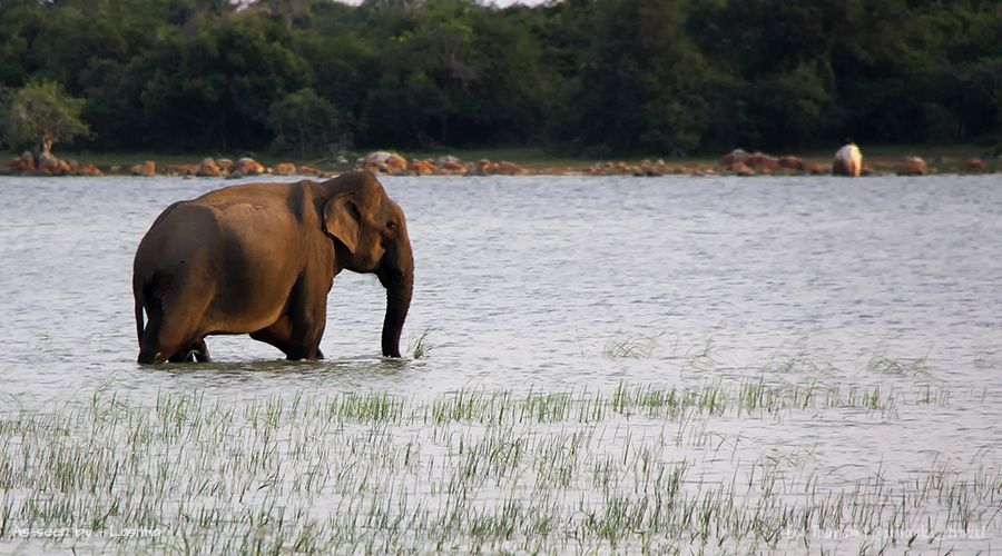 Sri Lanka EcoTourism