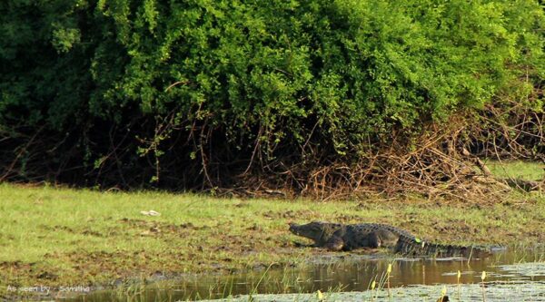 animals in sri lanka